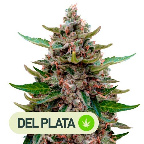 Amnesia Haze - Semillas de cannabis