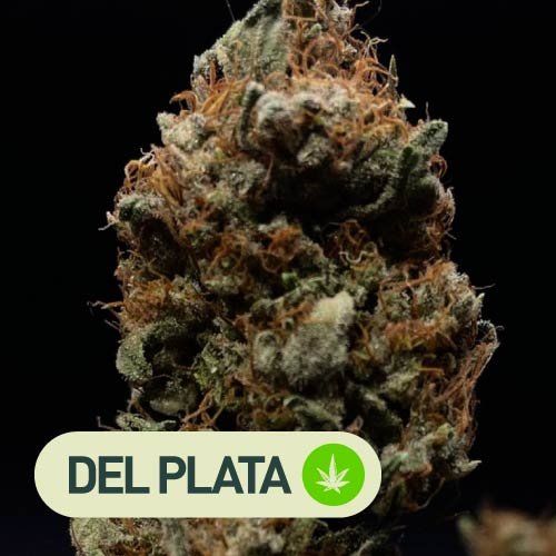 Gorilla Haze - Semillas feminizadas