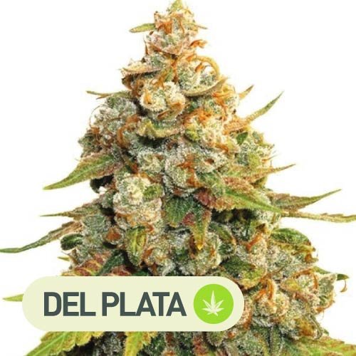 Lemon Haze - Semillas de cannabis