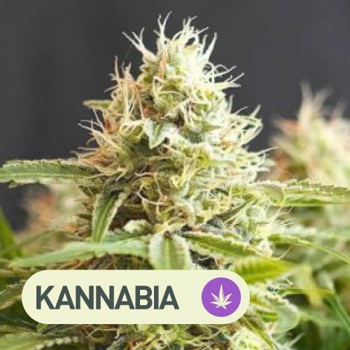 Colombian Jack - Semillas de cannabis